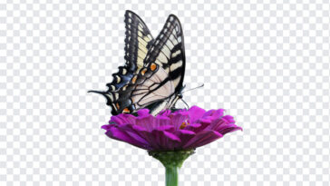 Butterfly on a, Butterfly on, Butterfly on a Flower, Butterfly, PNG, PNG Images, Transparent Files, png free, png file,