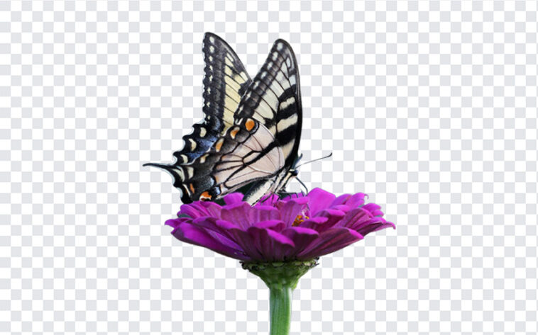 Butterfly on a, Butterfly on, Butterfly on a Flower, Butterfly, PNG, PNG Images, Transparent Files, png free, png file,