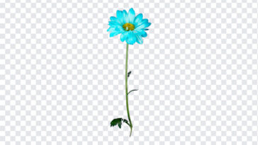 Chrysanthemum, Flowers PNG, Flower, Chrysanthemum Flower, PNG, PNG Images, Transparent Files, png free, png file,