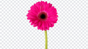 Gerbera Flower, Gerbera, Gerbera Flower PNG, Flower PNG, Flowers, PNG, PNG Images, Transparent Files, png free, png file,