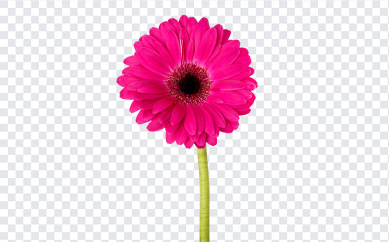 Gerbera Flower, Gerbera, Gerbera Flower PNG, Flower PNG, Flowers, PNG, PNG Images, Transparent Files, png free, png file,