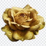 Gold Rose Flower, Gold Rose, Gold Rose Flower PNG, Gold, Flower PNG, Flowers, PNG, PNG Images, Transparent Files, png free, png file,