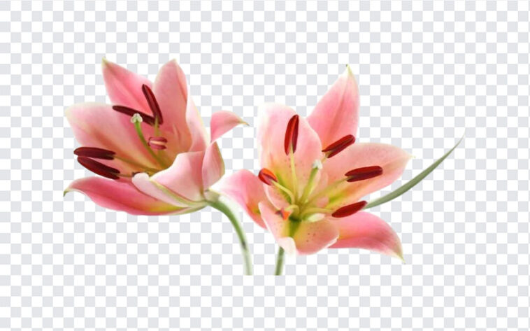 Lily Flowers, Lily, Lily Flowers PNG, Flowers PNG, Flowers, PNG, PNG Images, Transparent Files, png free, png file,