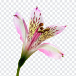Oriental Lily, Oriental, Oriental Lily PNG, Lily PNG, Flowers PNG, Flower PNG, Flowers, Lilies, Lily PNG, PNG Images, Transparent Files, png free, png file,