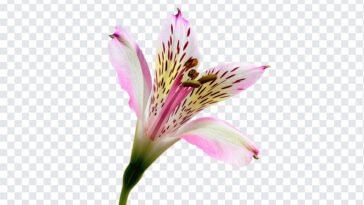 Oriental Lily, Oriental, Oriental Lily PNG, Lily PNG, Flowers PNG, Flower PNG, Flowers, Lilies, Lily PNG, PNG Images, Transparent Files, png free, png file,