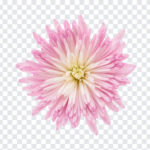 Pink Flower, Pink, Pink Flower PNG, Flowers PNG, Flower, PNG, PNG Images, Transparent Files, png free, png file,