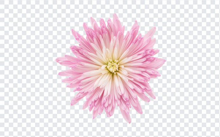 Pink Flower, Pink, Pink Flower PNG, Flowers PNG, Flower, PNG, PNG Images, Transparent Files, png free, png file,