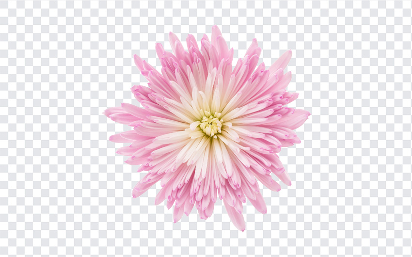 #Flower #FlowersPNG #Pink #PinkFlower #PinkFlowerPNG #PNG #pngfile #pngfree #PNGImages #TransparentFiles