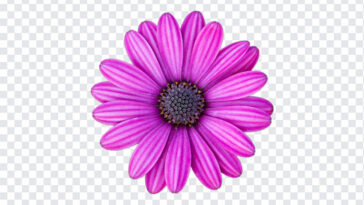 Purple Osteospermum Daisy, Purple Osteospermum, Purple Osteospermum Daisy Flower, Purple, Osteospermum, Daisy Flower, PNG, PNG Images, Transparent Files, png free, png file,