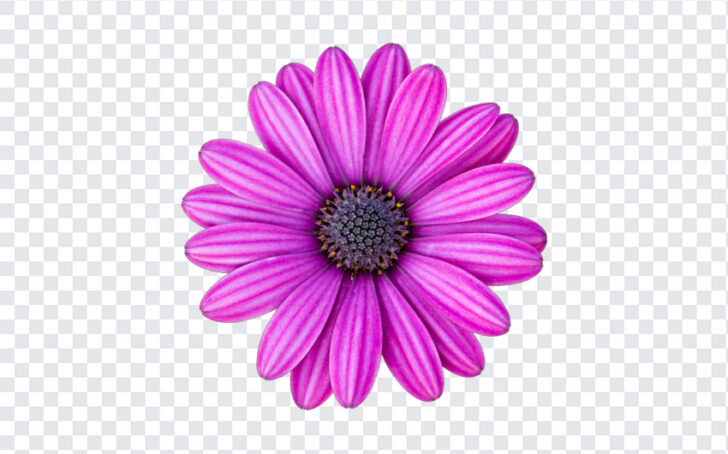 Purple Osteospermum Daisy Flower | Download FREE