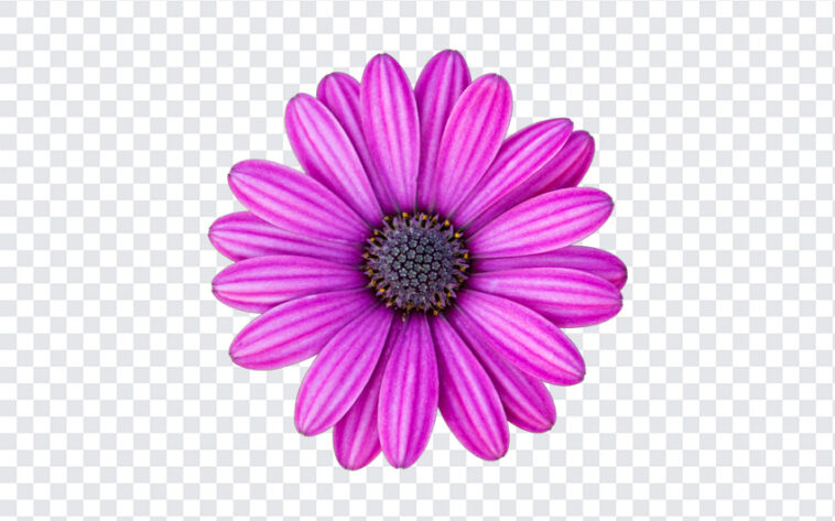 Purple Osteospermum Daisy, Purple Osteospermum, Purple Osteospermum Daisy Flower, Purple, Osteospermum, Daisy Flower, PNG, PNG Images, Transparent Files, png free, png file,