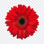 Red Flower, Red, Red Flower PNG, Flower PNG, Flowers, PNG, PNG Images, Transparent Files, png free, png file,
