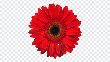 Red Flower, Red, Red Flower PNG, Flower PNG, Flowers, PNG, PNG Images, Transparent Files, png free, png file,