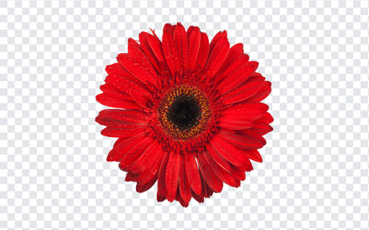 Red Flower, Red, Red Flower PNG, Flower PNG, Flowers, PNG, PNG Images, Transparent Files, png free, png file,