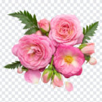 Rose Flowers, Rose, Rose Flowers PNG, Flowers PNG, Transparent Flowers, PNG, PNG Images, Transparent Files, png free, png file,