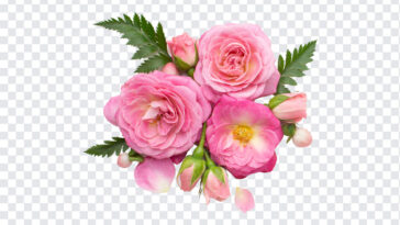 Rose Flowers, Rose, Rose Flowers PNG, Flowers PNG, Transparent Flowers, PNG, PNG Images, Transparent Files, png free, png file,