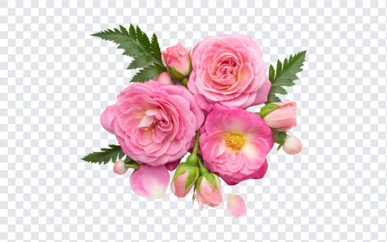 Rose Flowers PNG  Download FREE - Freebiehive