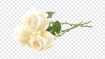 White Roses, White, White Roses PNG, Flower PNG, Flowers, PNG, PNG Images, Transparent Files, png free, png file,