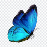 Blue Butterfly, Blue, Blue Butterfly PNG, PNG, PNG Images, Transparent Files, png free, png file,