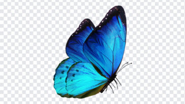 Blue Butterfly, Blue, Blue Butterfly PNG, PNG, PNG Images, Transparent Files, png free, png file,