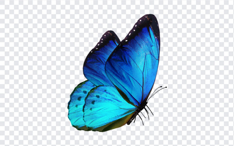 Blue Butterfly, Blue, Blue Butterfly PNG, PNG, PNG Images, Transparent Files, png free, png file,