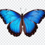 Butterfly, Butterfly PNG, PNG, PNG Images, Transparent Files, png free, png file,