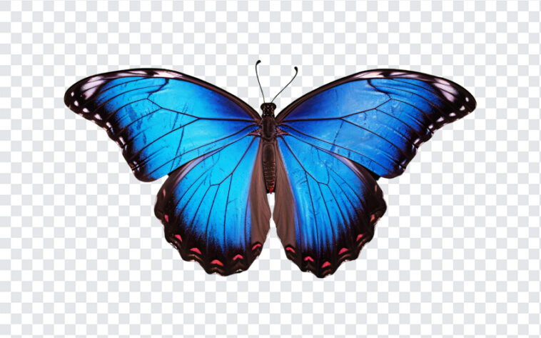Butterfly, Butterfly PNG, PNG, PNG Images, Transparent Files, png free, png file,