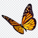 Butterfly, Transparent Butterfly, Butterfly PNG, Butterfly Transparent PNG, PNG, PNG Images, Transparent Files, png free, png file,