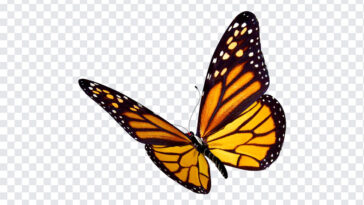 Butterfly, Transparent Butterfly, Butterfly PNG, Butterfly Transparent PNG, PNG, PNG Images, Transparent Files, png free, png file,