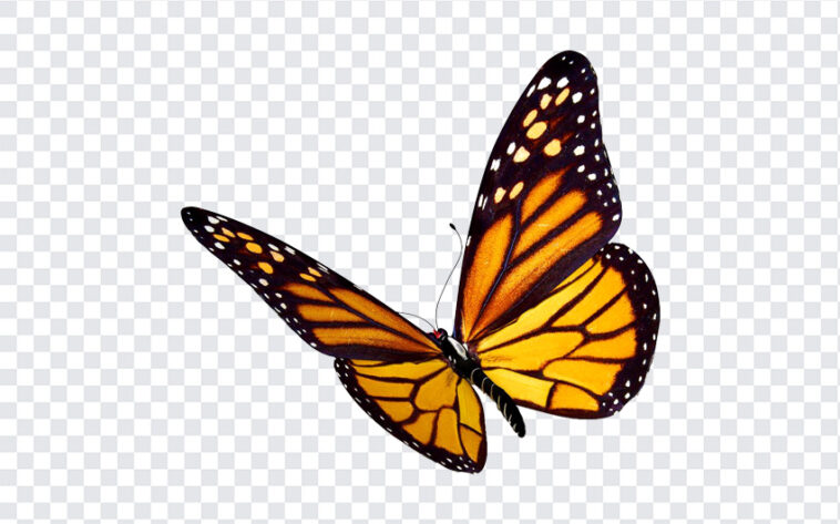 Butterfly, Transparent Butterfly, Butterfly PNG, Butterfly Transparent PNG, PNG, PNG Images, Transparent Files, png free, png file,