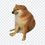 Cheems, Meme, Cheems PNG, Doggo, Cheems Meme PNG, Cheems Meme, PNG, PNG Images, Transparent Files, png free, png file,