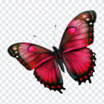 Red Butterfly, Red, Red Butterfly PNG, Butterfly PNG PNG, PNG Images, Transparent Files, png free, png file,