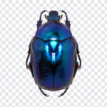 The Blue Bug, The Blue, The Blue Bug PNG, The, PNG, PNG Images, Transparent Files, png free, png file,
