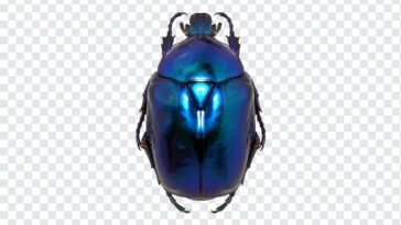 The Blue Bug, The Blue, The Blue Bug PNG, The, PNG, PNG Images, Transparent Files, png free, png file,