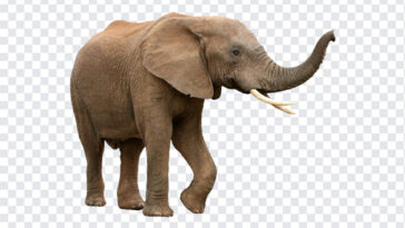 African Bush Elephant, African Bush, African Bush Elephant PNG, African, Elephant PNG, Elephant, African Elephant PNG, African Elephant, PNG, PNG Images, Transparent Files, png free, png file,