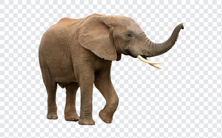 African Bush Elephant, African Bush, African Bush Elephant PNG, African, Elephant PNG, Elephant, African Elephant PNG, African Elephant, PNG, PNG Images, Transparent Files, png free, png file,
