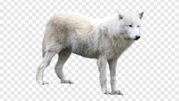 Arctic Wolf, Arctic, Arctic Wolf PNG, Wolf PNG, White Wolf, Animal, Animal PNG,s PNG, PNG Images, Transparent Files, png free, png file, Free PNG, png download,