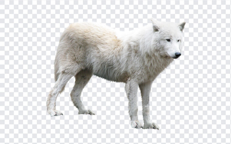 Arctic Wolf, Arctic, Arctic Wolf PNG, Wolf PNG, White Wolf, Animal, Animal PNG,s PNG, PNG Images, Transparent Files, png free, png file, Free PNG, png download,