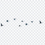 Birds Flying, Birds, Birds Flying PNG, PNG, PNG Images, Transparent Files, png free, png file, Free PNG, png download,
