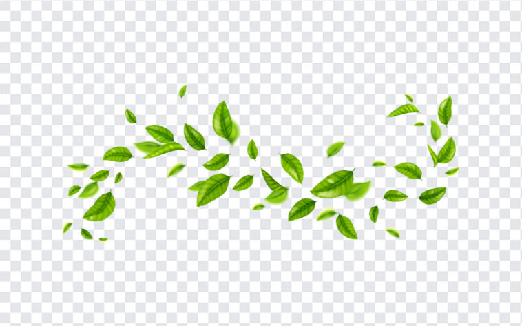 Blowing Leaves, Blowing, Blowing Leaves PNG, Leaves PNG, Green Leaves PNG, Green, PNG, PNG Images, Transparent Files, png free, png file,