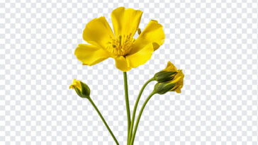 Buttercup Flower, Buttercup, Buttercup Flower PNG, Flower PNG, Transparent Flower Image, PNG, PNG Images, Transparent Files, png free, png file, Free PNG, png download,