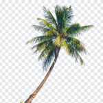 Coconut Tree, Coconut, Coconut Tree PNG, PNG, PNG Images, Transparent Files, png free, png file, Free PNG, png download,