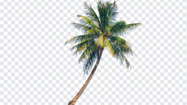 Coconut Tree, Coconut, Coconut Tree PNG, PNG, PNG Images, Transparent Files, png free, png file, Free PNG, png download,