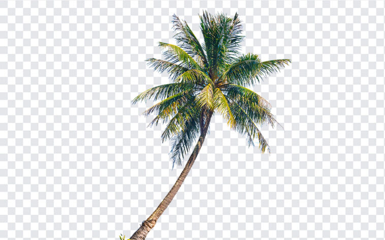 Coconut Tree, Coconut, Coconut Tree PNG, PNG, PNG Images, Transparent Files, png free, png file, Free PNG, png download,
