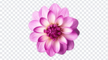 Dahlia Flower, Dahlia, Dahlia Flower PNG, Flower PNG, Transparent Flower Image, PNG, PNG Images, Transparent Files, png free, png file, Free PNG, png download,