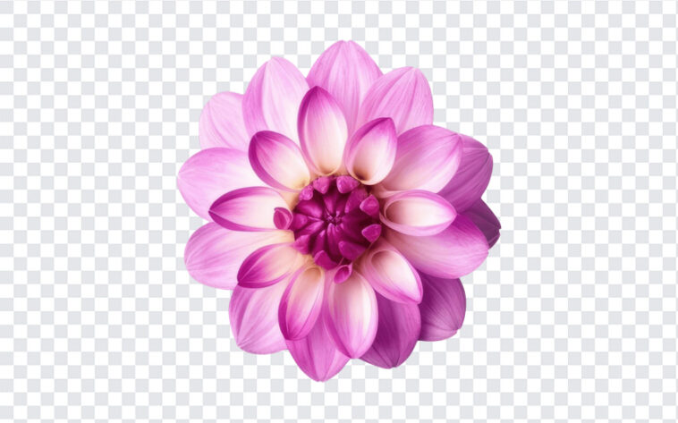 Dahlia Flower, Dahlia, Dahlia Flower PNG, Flower PNG, Transparent Flower Image, PNG, PNG Images, Transparent Files, png free, png file, Free PNG, png download,