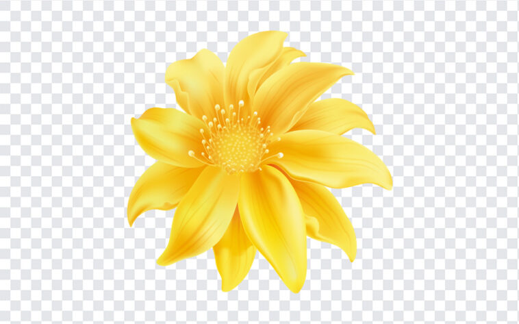 Flores Amarillas, Flores, Flores Amarillas PNG, Flower PNG, Yellow Flower PNG, Yellow Flower, Flowers PNG, PNG Images, Transparent Files, png free, png file, Free PNG, png download,