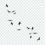 Flying Birds, Flying, Flying Birds PNG, PNG, PNG Images, Transparent Files, png free, png file, Free PNG, png download,