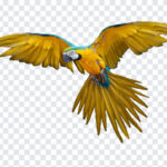 Flying Parrot, Flying, Flying Parrot Transparent PNG, Parrot PNG, Parrot Transparent PNG, PNG, PNG Images, Transparent Files, png free, png file,