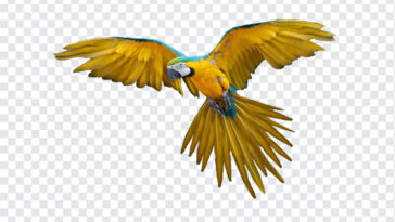 Flying Parrot, Flying, Flying Parrot Transparent PNG, Parrot PNG, Parrot Transparent PNG, PNG, PNG Images, Transparent Files, png free, png file,